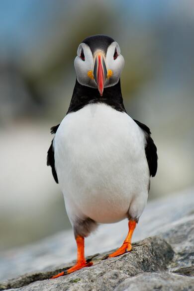 Puffin Bird Mobile Photo