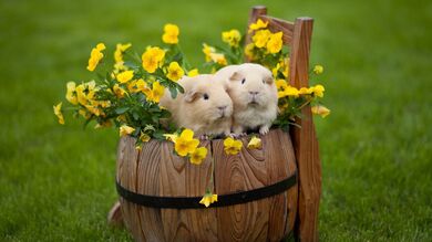 Rabbit on Drum Grass Flowers