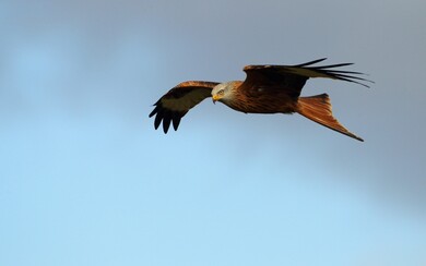 Red Bird Kite in Sky Wallpaper