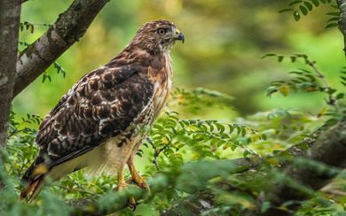 Red Tailed Hawk 4K Wallpaper