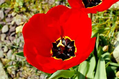 Red Tulip Closeup Wallpaper