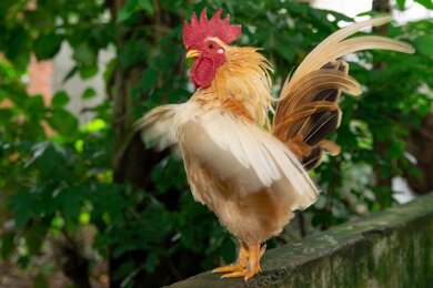 Rooster Bird on Tree