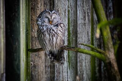 Sleepy Owl on Branch Tree