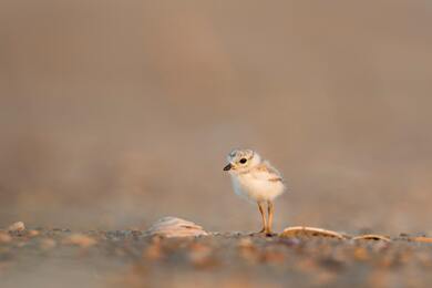 Small Bird Portrait Photo