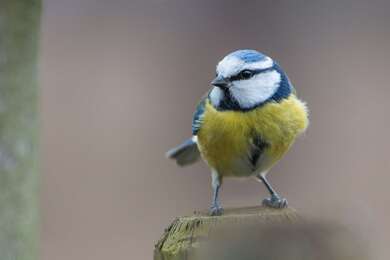 Small Songbird Sitting On Tree Stump