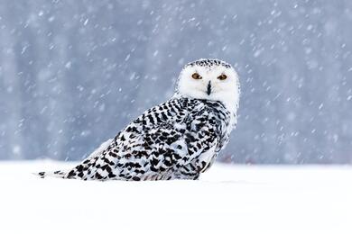 Snowy Bird Ultra HD Wallpaper