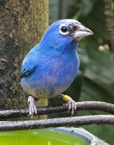 Songbird Sitting on Tree Branch