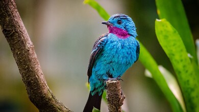 Spangled Cotinga in South America 4K Photo