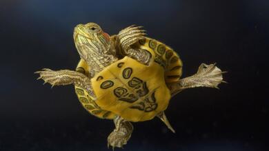 Turtle Baby in Sea