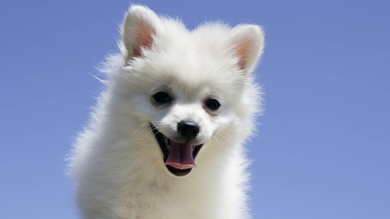 White Pomeranian Dog HD Photo