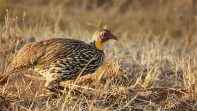 Yellow Necked Spurfowl Bird