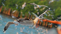 Beautiful Sea Birds