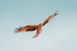 Bird Kite Flying In Sky