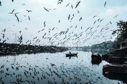 Birds Flying Above River