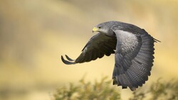 Black Kite Bird in Sky Wallpaper