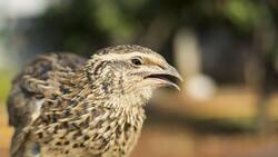 Common Quail Bird 8K Wallpaper