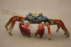 Crab High Definition Picture