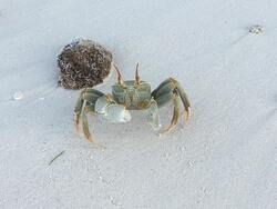 Crab in White Desert