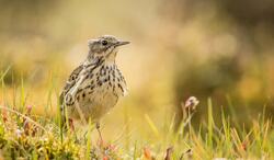 Cute Bird in Farm