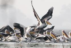 Flock of Birds in Water