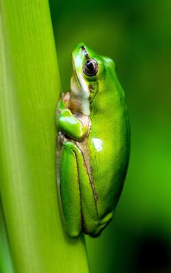 Green Frog on Green Leaf