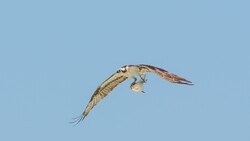 Kite Flying with Fish