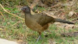 Plain Chachalaca in Jungle