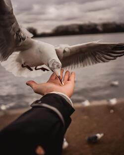 Seabirds is Eating a Food on Hands