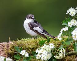 Small Bird on Tree