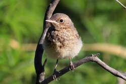 Small Wheatears Bird Sitting On Tree Branch