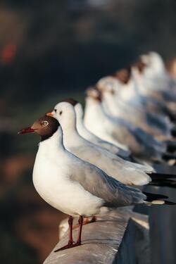 White Sea Birds Seating in Row