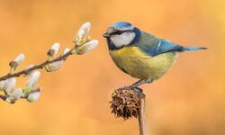 Winter Bird Photo