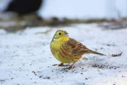 Yellow Bird Sitting On Ground